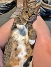 SUKI #1800 - Offered by Owner - Young Adult