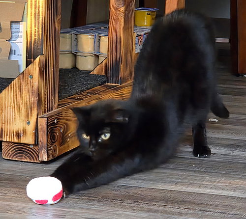 BAGHEERA - Young Adult Female