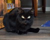 BAGHEERA - Young Adult Female