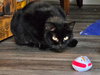 BAGHEERA - Young Adult Female