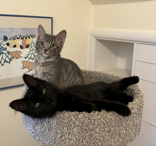 FREDDIE & LIL - Offered by Owner - Kitten Pair