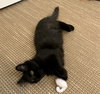 FREDDIE & LIL - Offered by Owner - Kitten Pair