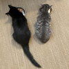 FREDDIE & LIL - Offered by Owner - Kitten Pair