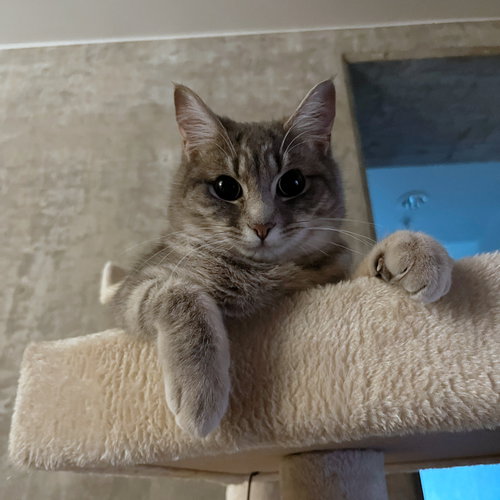 PEANUT #1805B