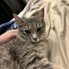 PEANUT #1805B