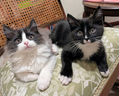 KENJI and SORA - Bonded Kitten Pair