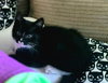 KENJI and SORA - Bonded Kitten Pair