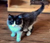 KENJI and SORA - Bonded Kitten Pair
