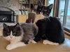 KENJI and SORA - Bonded Kitten Pair
