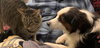 MIRACLE #1809 - Offered by Owner - Siamese Mix