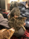 MIRACLE #1809 - Offered by Owner - Siamese Mix
