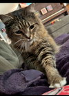 GLITCH #1807 - Offered by Owner -Declawed Female