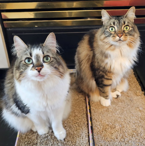 BELLA & SARAH #1808 - Offered by Owner -Bonded