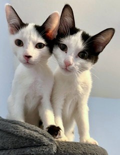 LUCA & PIXIE - Friendly, social pair
