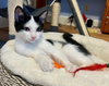 LUCA & PIXIE - Friendly, social pair