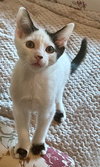 LUCA & PIXIE - Friendly, social pair