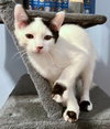 LUCA & PIXIE - Friendly, social pair