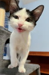 LUCA & PIXIE - Friendly, social pair