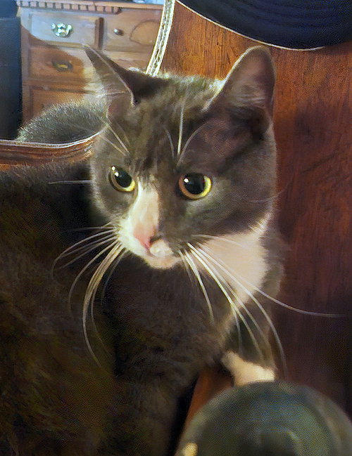 BELLA - Offered by Owner