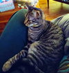 ANNICK - Teen Family Kitten