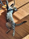 ANNICK - Teen Family Kitten