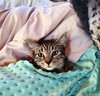 ANNICK - Teen Family Kitten
