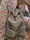 ANNICK - Teen Family Kitten