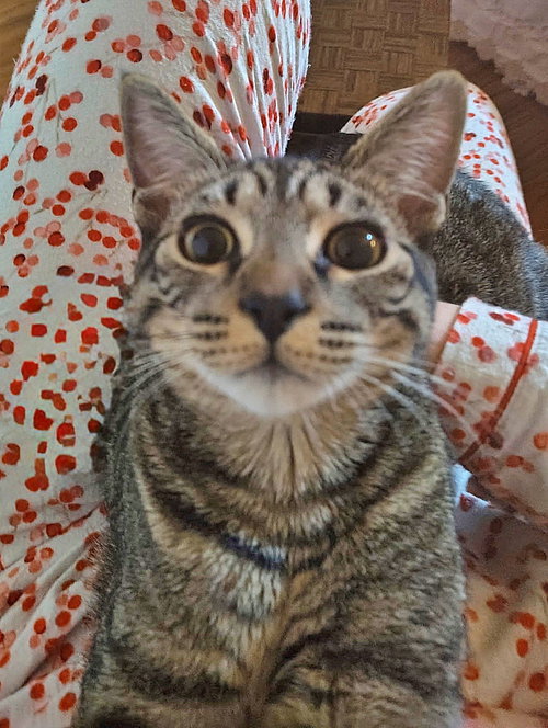 ANNICK - Teen Family Kitten