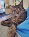 ANNICK - Teen Family Kitten