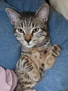ANNICK - Teen Family Kitten