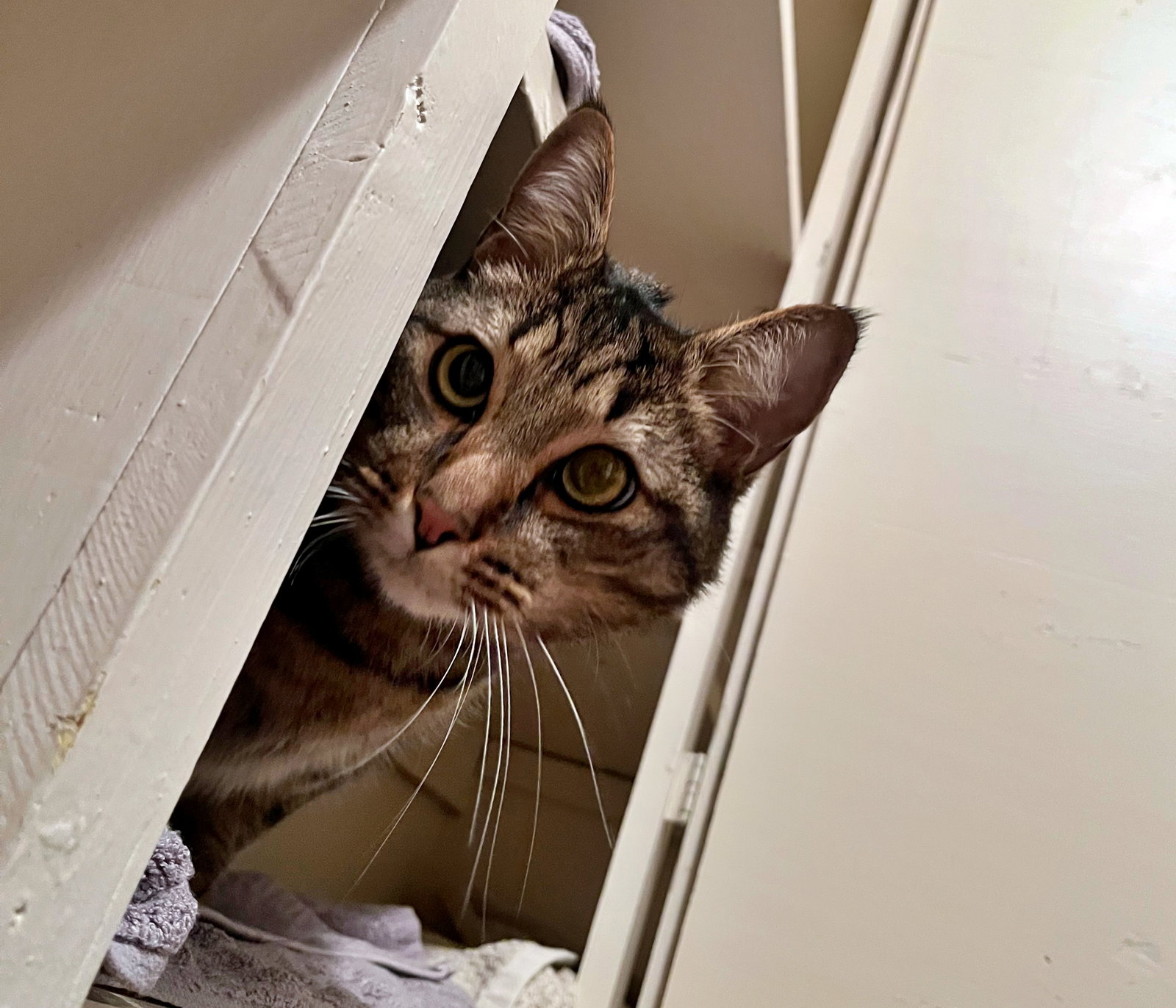 TIGGER #1745N- Offered by Owner - Gentle and Quiet Image