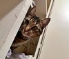TIGGER #1745N- Offered by Owner - Gentle and Quiet