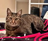 TIGGER #1745N- Offered by Owner - Gentle and Quiet