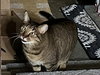 TIGGER #1745N- Offered by Owner - Gentle and Quiet