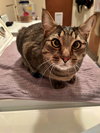 TIGGER #1745N- Offered by Owner - Gentle and Quiet