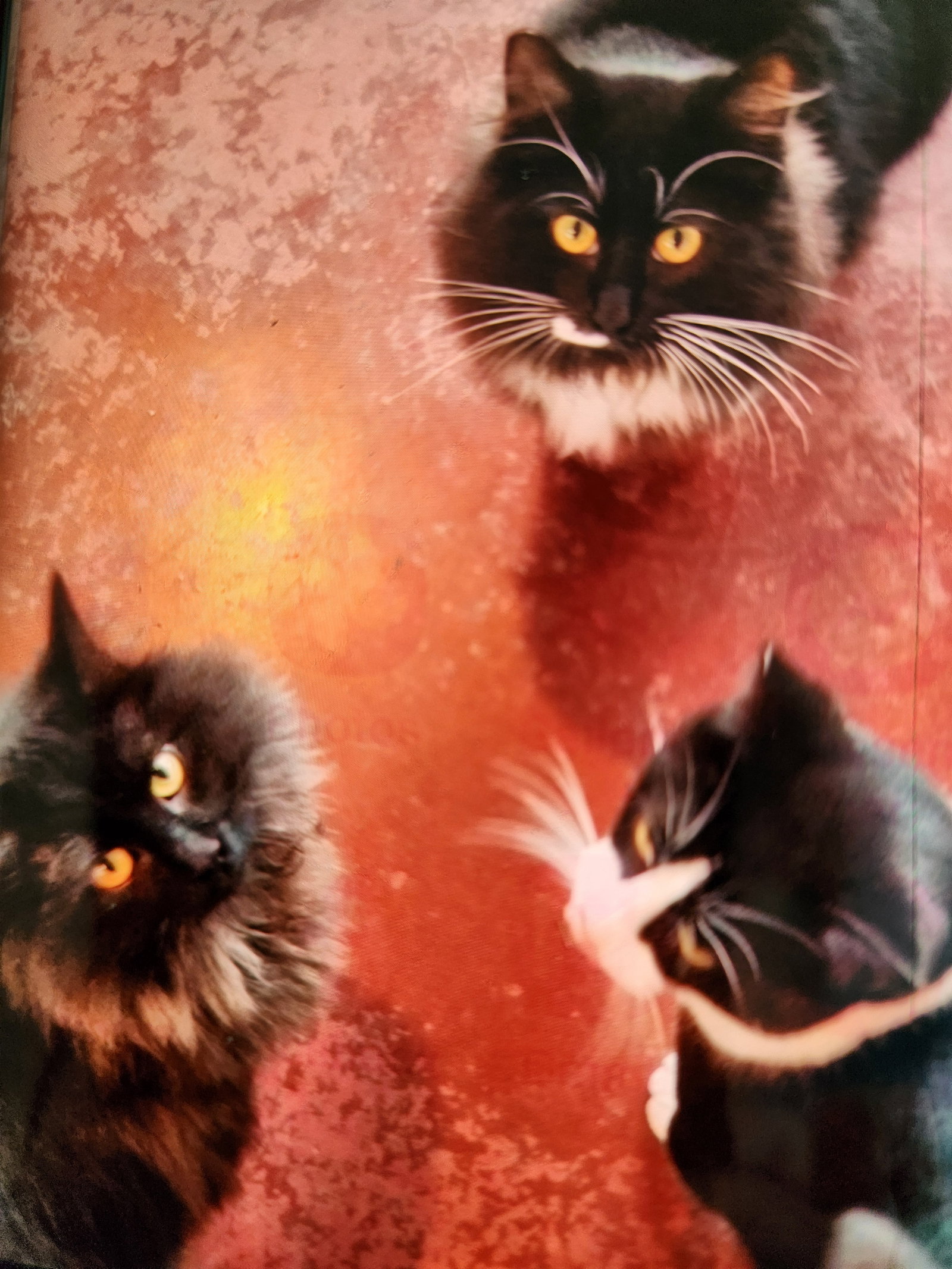 Jake & Midnight #1747 -Offered by Owner- Image
