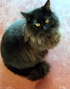 2 SIBLINGS #1747 -Offered by Owner- Young in/out