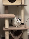 OLIVER #1746 - Offered by Owner - Young Adult