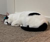 OLIVER #1746 - Offered by Owner - Young Adult