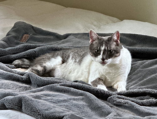 CLEO #1750n - Offered by Owner - Friendly Girl