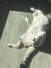 CLEO #1750n - Offered by Owner - Friendly Girl