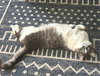 CLEO #1750n - Offered by Owner - Friendly Girl
