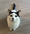 CHARLIE #1752n-Offered by Owner- Outgoing & Social