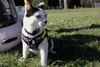 CHARLIE #1752n-Offered by Owner- Outgoing & Social