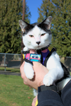 CHARLIE #1752n-Offered by Owner- Outgoing & Social