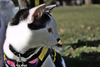CHARLIE #1752n-Offered by Owner- Outgoing & Social
