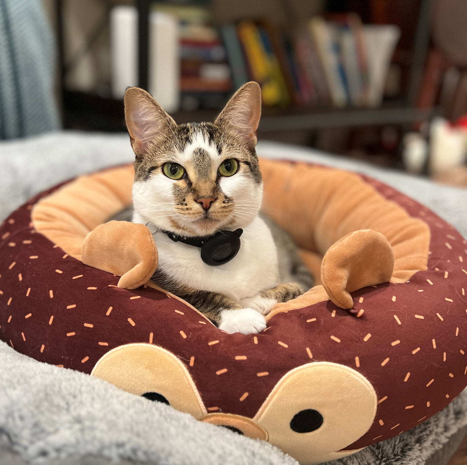 BELLE #1753n - Offered by Owner - Young female Image