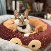 BELLE #1753n - Offered by Owner - Young female