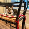 BELLE #1753n - Offered by Owner - Young female