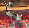 WILBUR #1754n - Offered by Owner - Indoor/ourdoor